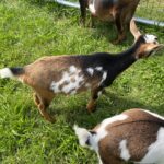 Goats@Grace Hill HS Foxglove