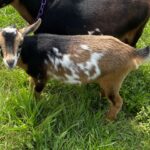 Goats@Grace Hill HS Foxglove