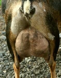 PippiPopUdder PippiPopUdder