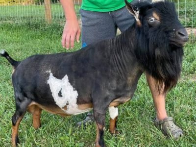 Kyeema Ridge Hurricane +B VEE 90 PC: India Blue Farm