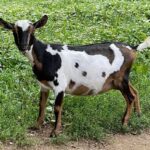 Goats@Grace Hill Farm HS 4Get Me Nt 1Y FF Dry