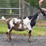 Goats@Grace Hill Farm HS 4Get Me Nt 1Y FF Dry