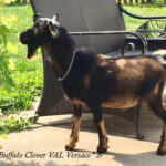 Buffalo Clover Val Versace (pc Lady Walkers)
