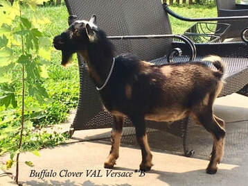 Buffalo Clover Val Versace (pc Lady Walkers)