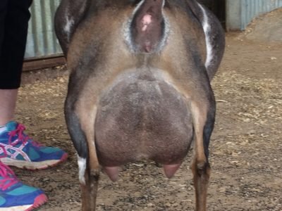 SG Buffalo Clover Lady Diana 2*M VEVV 88 pc: Buffalo Clover