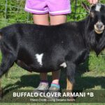Buffalo Clover Armani (pc Living Dreams Ranch)