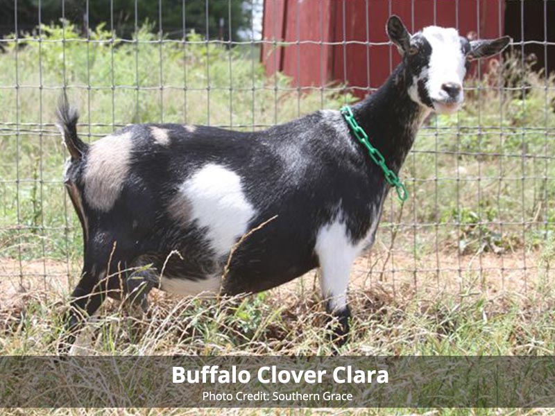 Buffalo Clover Clara (pc Southern Grace)