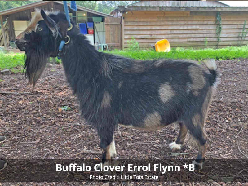 Buffalo Clover Errol Flynn (pc Little Tots Estate)