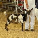 Goats@Grace Hill Farm HS 4Get Me Nt 2Y 2F