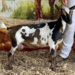 Goats@Grace Hill Farm HS 4Get Me Nt 2Y 2F