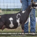 SGCH LD Ranch ARM Violet (pc LD Ranch)