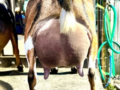 PumpkinSpiceUdder 5F 07-29-24 pc Grace Hill Farm PumpkinSpiceUdder 5F 07-29-24 pc Grace Hill Farm