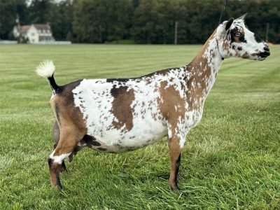 Better Wayz Pumpkin Spice 5*M VEEE 90 Better Wayz Pumpkin Spice 5*M VEEE 90