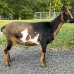 Goats@Grace Hill M Silvermist