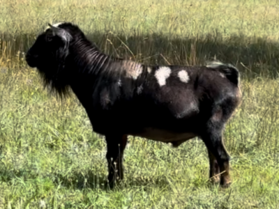 Buffalo Clover VAL Versace *B VEV 88 08-24 Buffalo Clover VAL Versace *B VEV 88