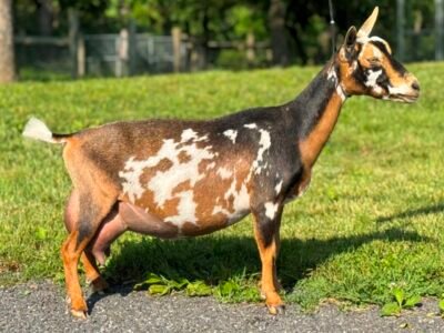 Foxglove 4Y4F 06-25 pc Grace Hill Farm