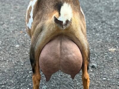 Foxglove 4Y4F 06-25 pc Grace Hill Farm