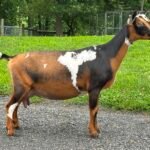 Bo-Katan 2yo FF pc Grace Hill Farm