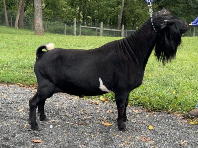 Better Wayz BH Marocchino *B