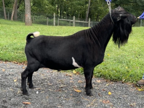 Better Wayz BH Marocchino*B 08-25 pc Grace Hill Farm Better Wayz BH Marocchino *B