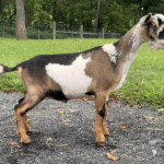 Goats@Grace Hill S Churro 08-25 pc Grace Hill Farm Goats@Grace Hill S Churro