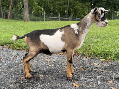 Goats@Grace Hill S Churro