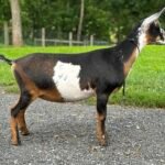 Goats@Grace Hill HS Lavazza Goats@Grace Hill HS Lavazza