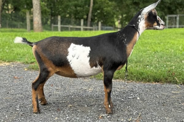 Goats@Grace Hill HS Lavazza Goats@Grace Hill HS Lavazza