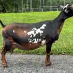 SGCH Better Wayz Swiss Mocha 4*M EEEE 92