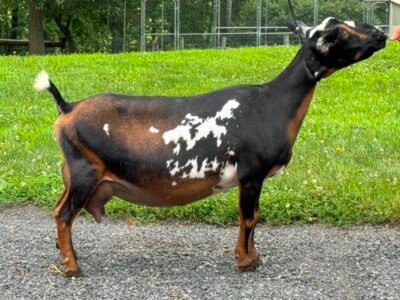 SGCH Better Wayz Swiss Mocha 4*M EEEE 92