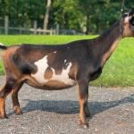 Goats@Grace Hill M Silvermist 08-25