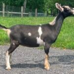 Goats@Grace Hill S Snips 08-25 Goats@Grace Hill S Snips