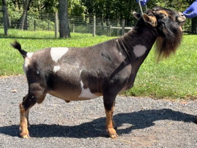 A Little Funny Farm SpiderRoll *B