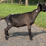 Goats@Grace Hill M Darth Vader