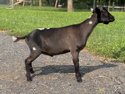 Goats@Grace Hill M Darth Vader