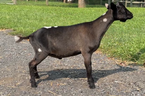 Goats@Grace Hill M Darth Vader