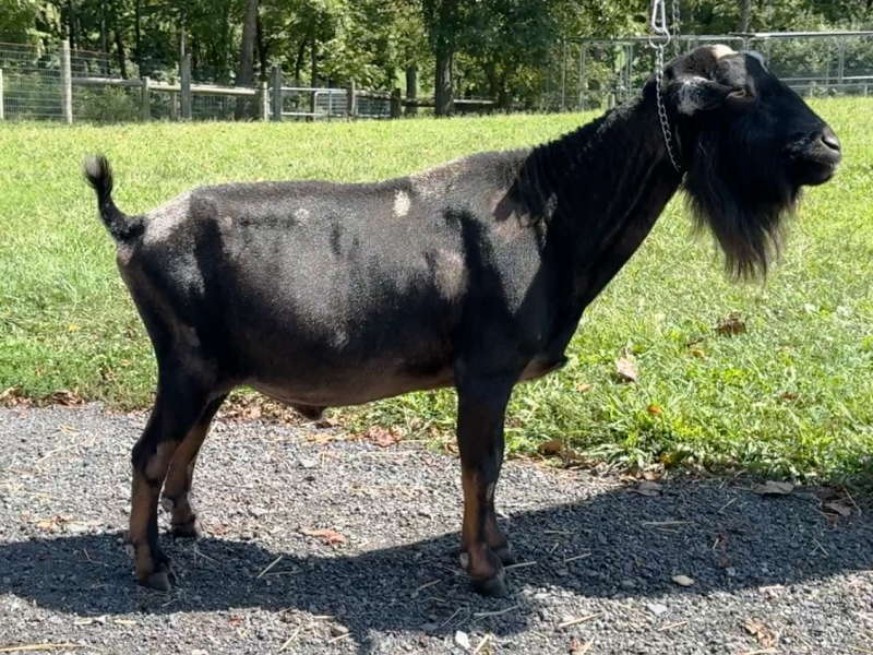 Buffalo Clover VAL Versace *B VEV 88