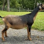 Goats@Grace Hill V Chari