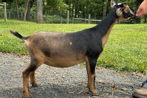 Goats@Grace Hill V Chari