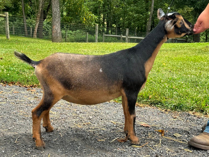 Goats@Grace Hill V Chari Goats@Grace Hill V Chari