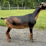 Goats@Grace Hill HS Hot Mocha Goats@Grace Hill HS Hot Mocha