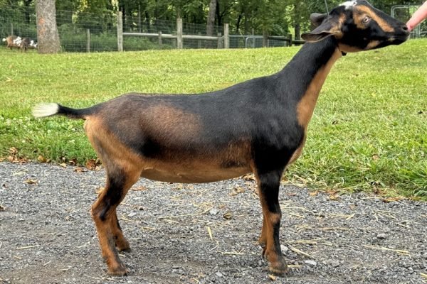 Goats@Grace Hill HS Hot Mocha Goats@Grace Hill HS Hot Mocha