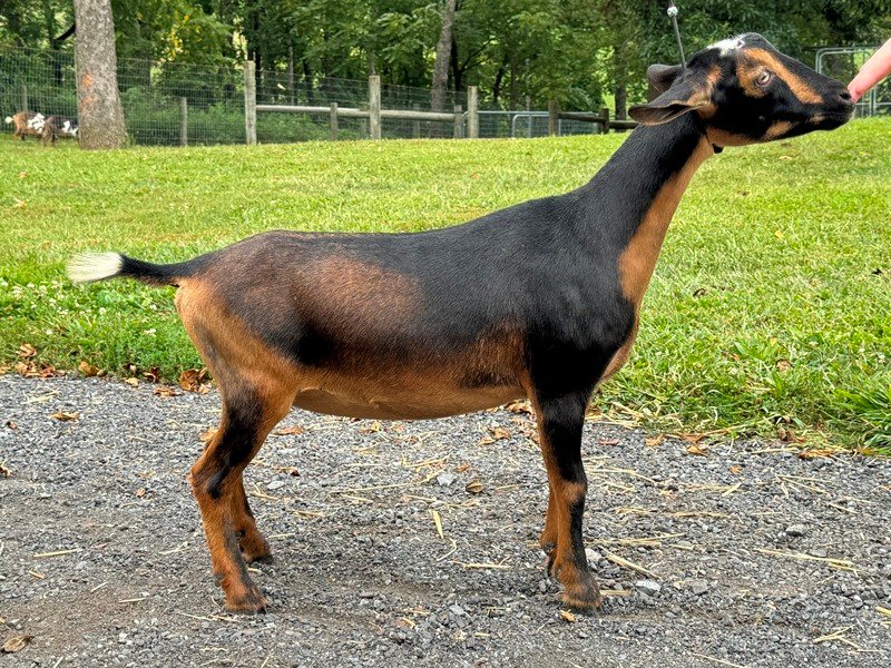 Goats@Grace Hill HS Hot Mocha Goats@Grace Hill HS Hot Mocha