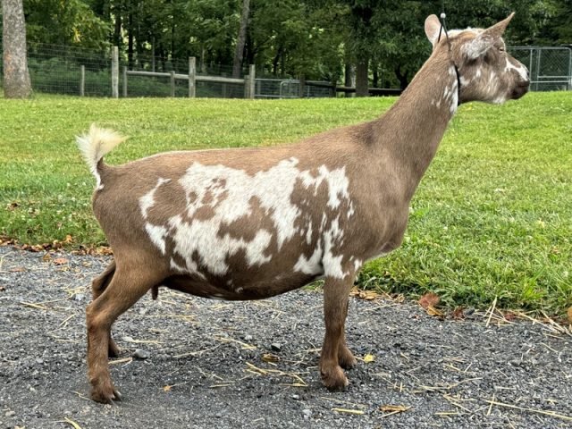 Better Wayz Mercy Me 4yr DRY 08-25 pc Grace Hill Farm Better Wayz Mercy Me 4yr DRY 08-25 pc Grace Hill Farm