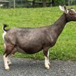 Better Wayz Pipsqueak 7*M VVEV 88 pc Grace Hill Farm Better Wayz Pipsqueak 7*M VVEV 88 pc Grace Hill Farm