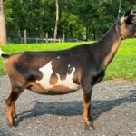 Goats@Grace Hill M Silvermist 08-25