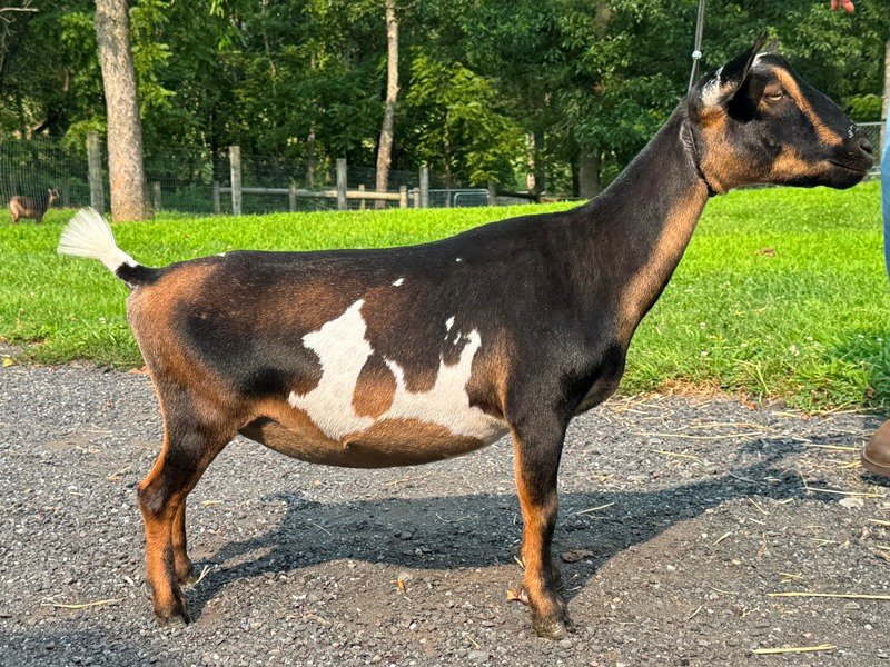 Goats@Grace Hill M Silvermist 08-25 Goats@Grace Hill M Silvermist 08-25