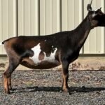 Goats@Grace Hill M Silvermist 09-25