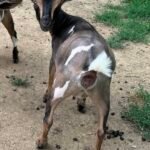 Goats@Grace Hill M Silvermist 07-24